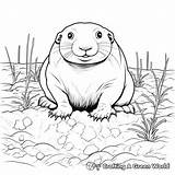 Gopher Coloring Pages  Free & Printable sketch template