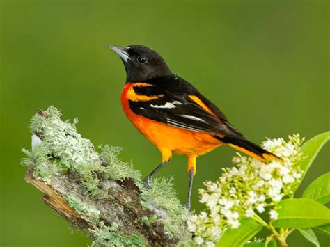 Female Baltimore Orioles (Male vs Female Identification) | Birdfact