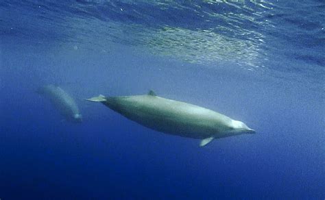 Beaked Whale - Ocean Animals