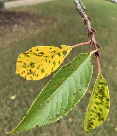 Cherry Leaf Spot Treatment What Causes Spots On Cherry, 55% OFF