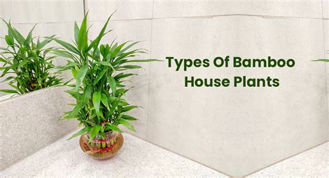 Different Types Of Bamboo House Plants (Indoor Varieties ...