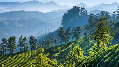 Tea Gardens Munnar – Bing Wallpaper Download