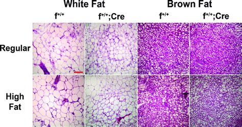 Microscopic analyses of white and brown fat from f +/+ and f +/+ ;Cre... | Download Scientific ...