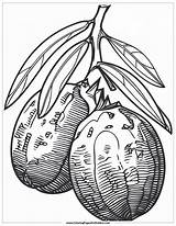 25 Tropical Fruit Coloring Pages Free Printable Fun For Kids sketch template