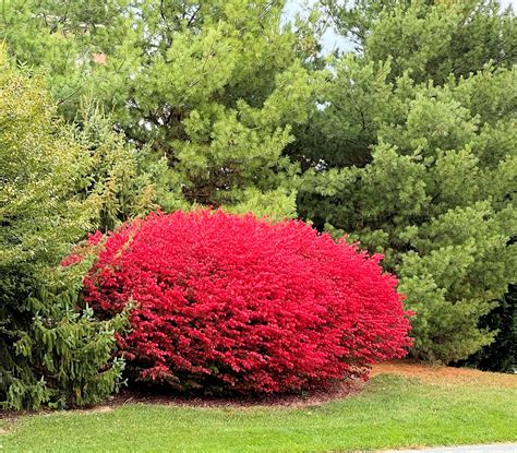 Fall Flowering Evergreen Shrubs