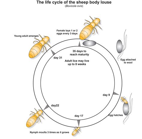 Head Lice Life Cycle