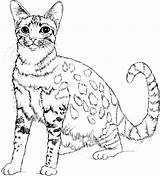 Realistic Cat Coloring Pages sketch template
