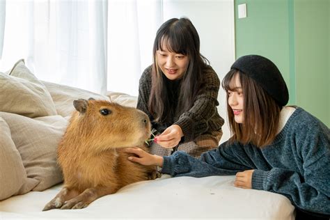 Japan’s first-ever capybara cat cafe opens in Tokyo | SoraNews24 -Japan News-