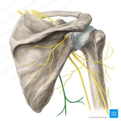 Thoracodorsal nerve: origin, course and function | Kenhub