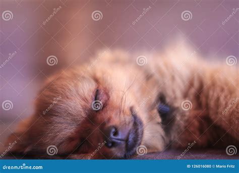 A Pomeranian Puppy Isloated. Looking Very Cute and Sweet while he is ...