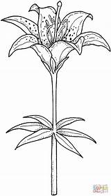 Blooming lily  Super Coloring Coloring Pages Lily Pictures Flower sketch template