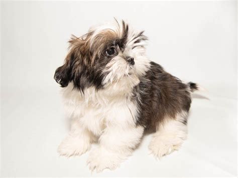 Shih Tzu-DOG-Male-White / Gold-2291714-My Next Puppy