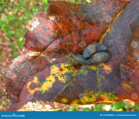 Slugs on the Leaves in the Garden. Pest Control. Gardening. Stock Image - Image of toxic, pest ...