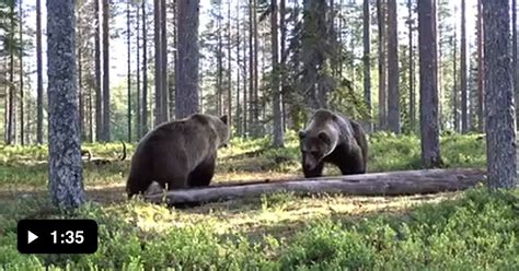 Awesome bear fight - 9GAG