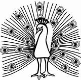 Coloring Page Of A peacock sketch template