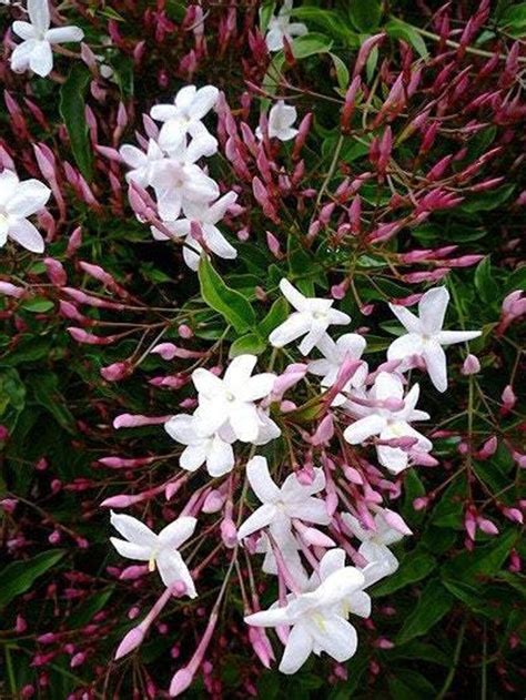 Jasmine Plant - How to Grow Indoor Care Guide | Houseplant 411 - Identify, Grow, and Care for ...