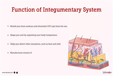 Integumentary System (Human Anatomy): Image, Functions, Diseases and Treatments