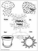 Plants Need Poster  Plant Lessons Worksheets Kindergarten sketch template