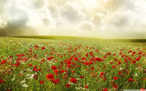 Poppy Field wallpaper | 2560x1600 | #83338