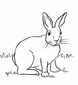 Easy Rabbit Coloring Page Pages sketch template