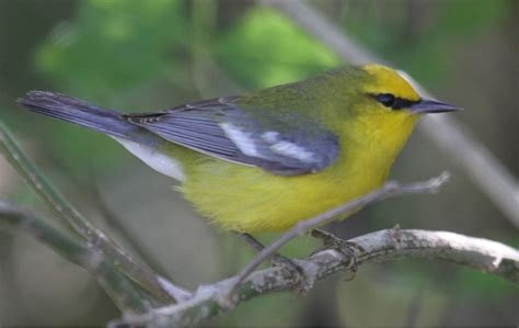 natural connections: Golden-Winged Warbler