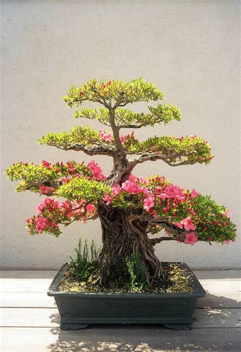 Tuấn Đoan: Bonsai đẹp