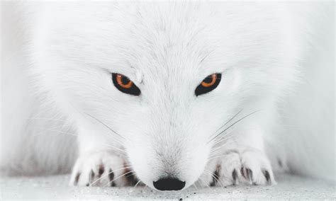 Meet The Beautiful Arctic Fox - The Hardiest Of All The Arctic Animals ...