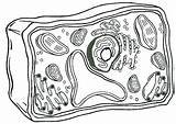 Biology Coloring Pages At GetDrawings  Free Download sketch template