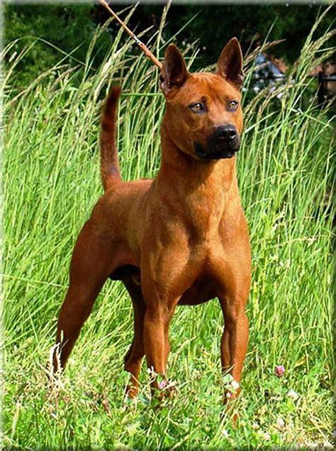 Thai ridgeback | Dog breeds, Thai ridgeback, Cute dogs