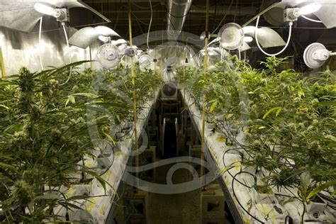 Cannabis grow room ventilation | Blog Philosopher Seeds