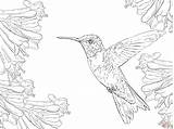 Realistic Ruby Throated Hummingbird coloring Page  Free Printable sketch template