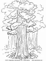 Redwood Tree Coloring Pages At GetDrawings  Free Download sketch template