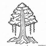 Whimsical Pine Tree Coloring Page  Pagescom sketch template