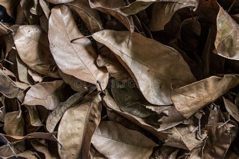 Dry Leaves Texture Background Stock Photo - Image of design, leafs: 125130114