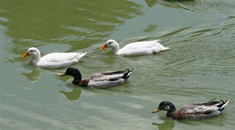 Ducks Swimming In Water Free Stock Photo - Public Domain Pictures