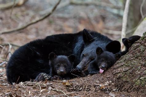 Black Bear Mother and Cubs 1612