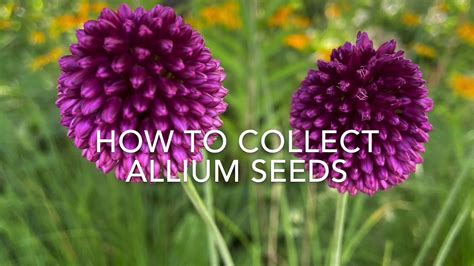 How to Collect Allium Seeds & what Allium seeds look like - Enjoy ...