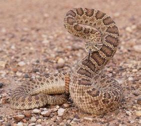 Prairie Rattlesnake - Snake Facts