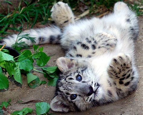 Meryl Streep Receives Snow Leopard For Her Birthday - San Diego County News