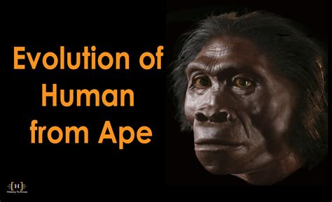 Human Ape Evolution