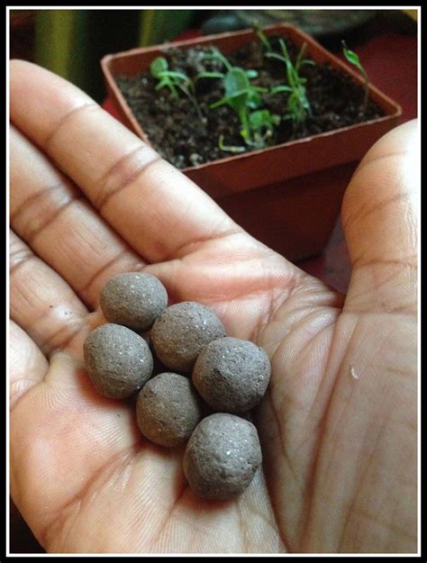 WILDFLOWER SEED BALLS - Plants - Pollinator plants - Garden flowers - Wedding Gifts - Garden ...