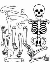 Human Skeleton Coloring Pages  Learny Kids sketch template