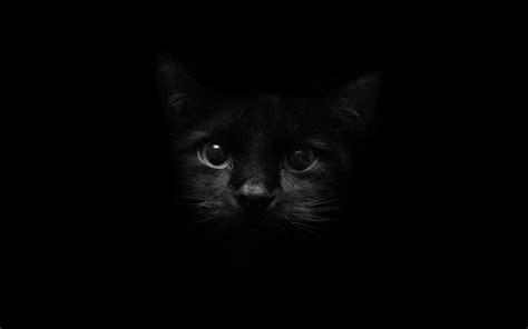 Images For: Black Cat Wallpapers