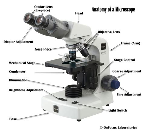 Light Microscopes: used to enumerate the number of cells under study ...