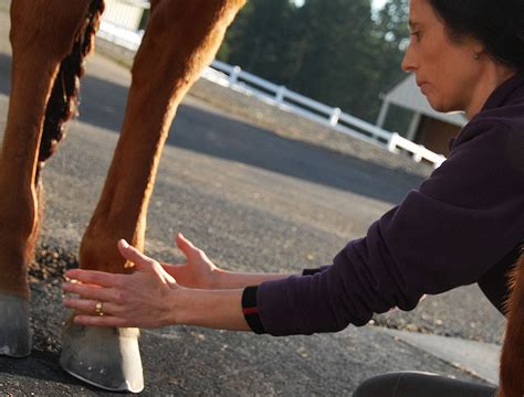 Hoof Abscesses - - The Northwest Horse Source