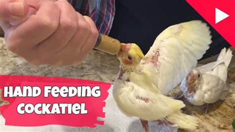 Hand feeding cockatiel baby parrot | Cockatiel care Step by Step – HousePetsCare.com