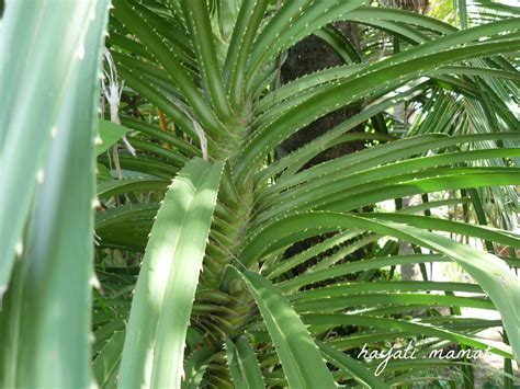 Mengkuang (Pandanus Atrocarpus) | Mengkuang merupakan tumbuh… | Flickr