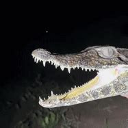 Crocodile Alligator GIF - Crocodile Alligator Caiman - Discover & Share ...