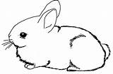 Bunny Coloring Pages  Free Download On ClipArtMag sketch template