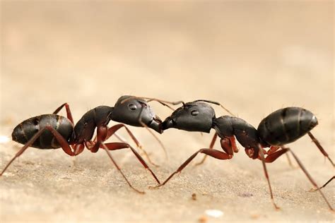 Why Do Ants Walk In A Line? | Times Knowledge India